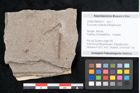Foto (Objekt + Etikett) von Puccinites zosterae Ettingshausen (NHMW-GEO-2024-0188-6619)